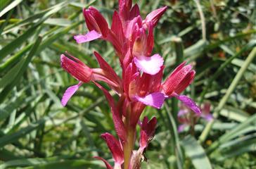 Wilde orchidee - Domaine de Bagheera - naturistencamping Corsica