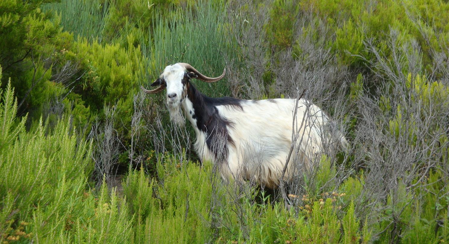 Corsicaanse fauna, geiten - Domaine de Bagheera, naturistencamping aan zee