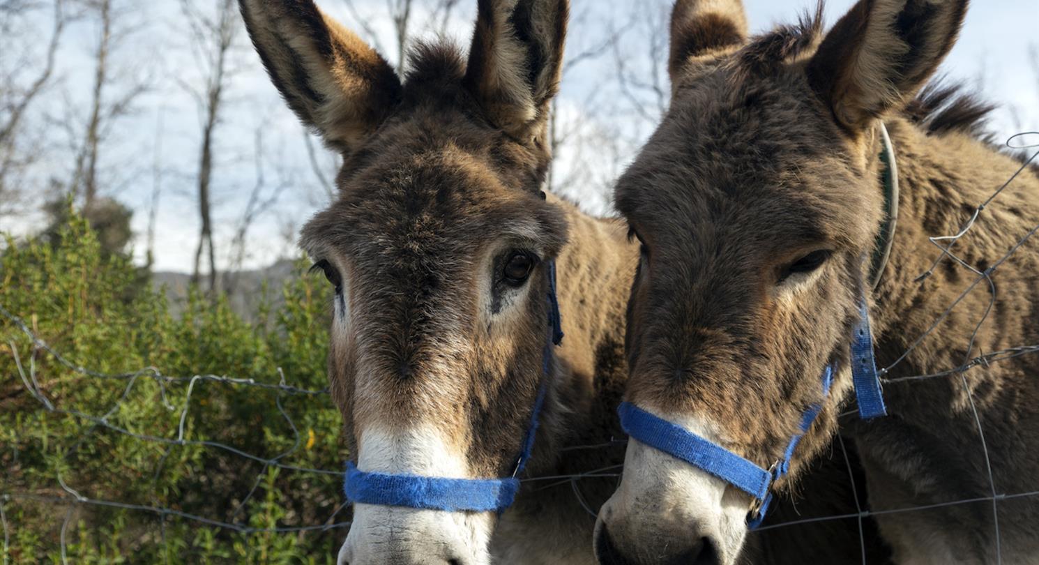 Donkey Corsica - Naturistisch domein Bagheera, naturistencamping Corsica