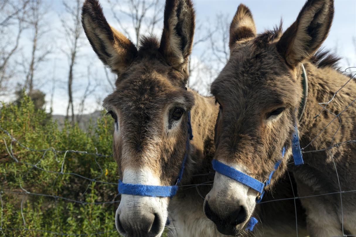 Donkey Corsica - Naturistisch domein Bagheera, naturistencamping Corsica
