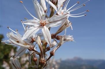 Asphodèle - Domaine de Bagheera - naturistencamping Corsica