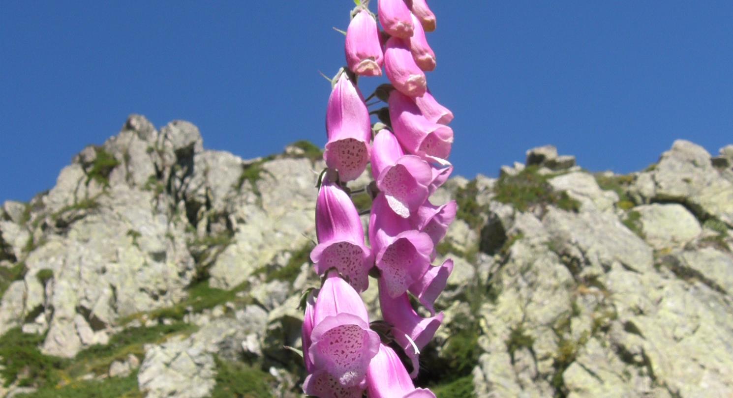 Digitaal - Domaine de Bagheera - naturistencamping Corsica