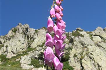 Digitaal - Domaine de Bagheera - naturistencamping Corsica