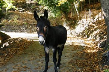 naturistencamping Corsica - Corsicaanse ezel