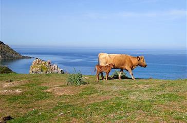 naturistencamping Corsica - Corsicaanse koe