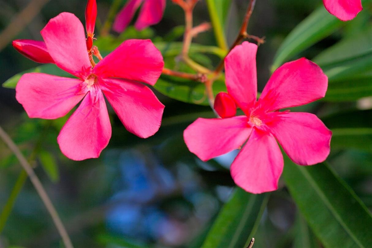 Laurierboom, flora op de naturistencamping in Corsica - Domaine de Bagheera