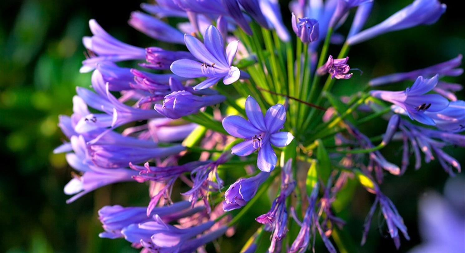 Agapanthus, flora van de Corsicaanse naturistencamping - Domaine de Bagheera