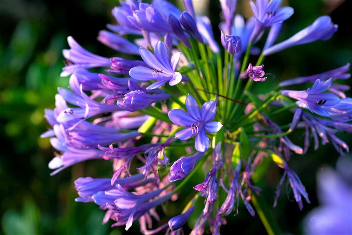 Agapanthus, flora van de Corsicaanse naturistencamping - Domaine de Bagheera