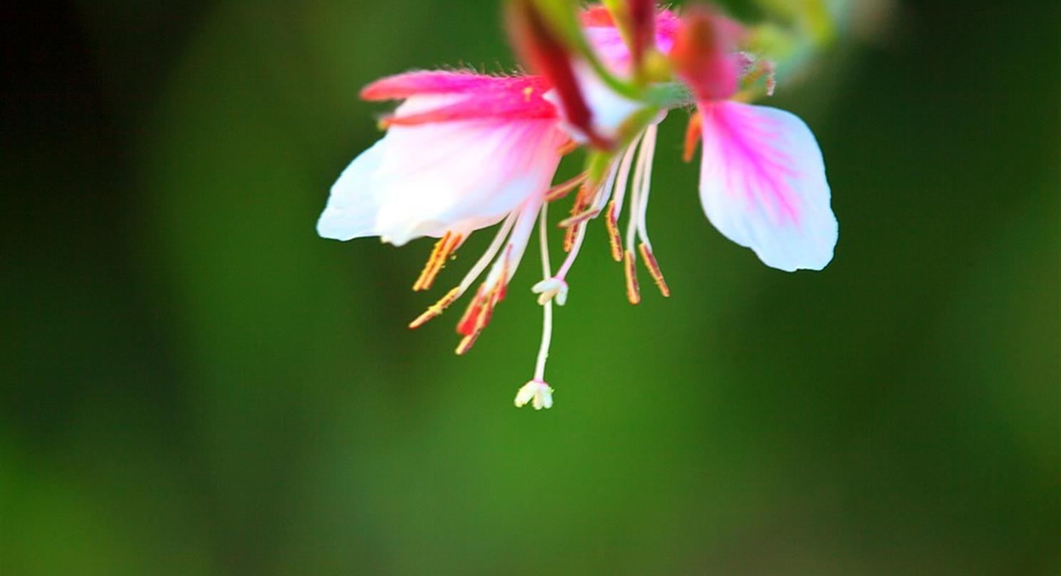 Fuchsia, flora van de Corsicaanse naturistencamping - Domaine de Bagheera
