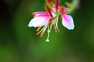 Fuchsia, flora van de Corsicaanse naturistencamping - Domaine de Bagheera