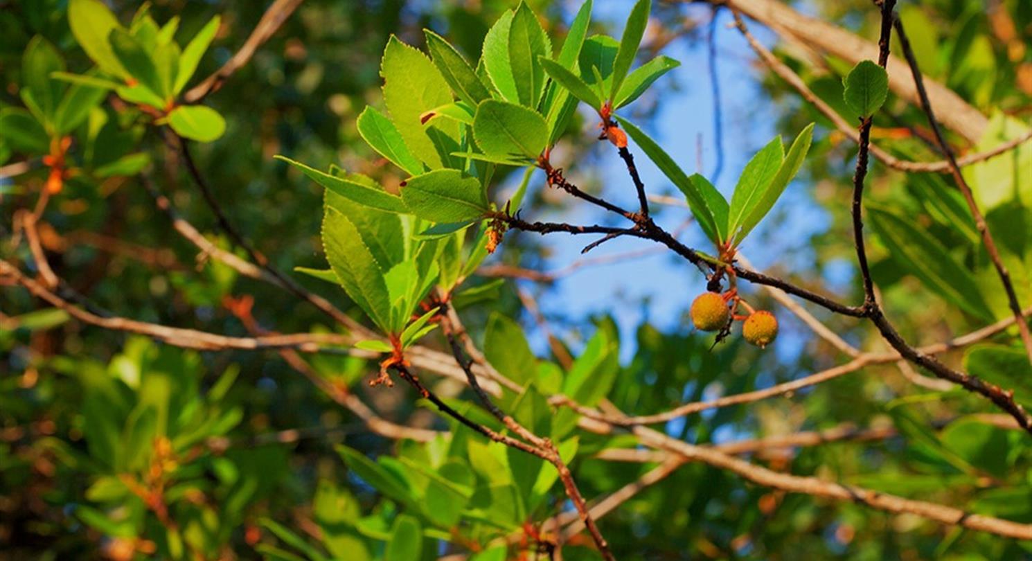 Arbutus, flora van de naturistencamping Corsica - Domaine de Bagheera
