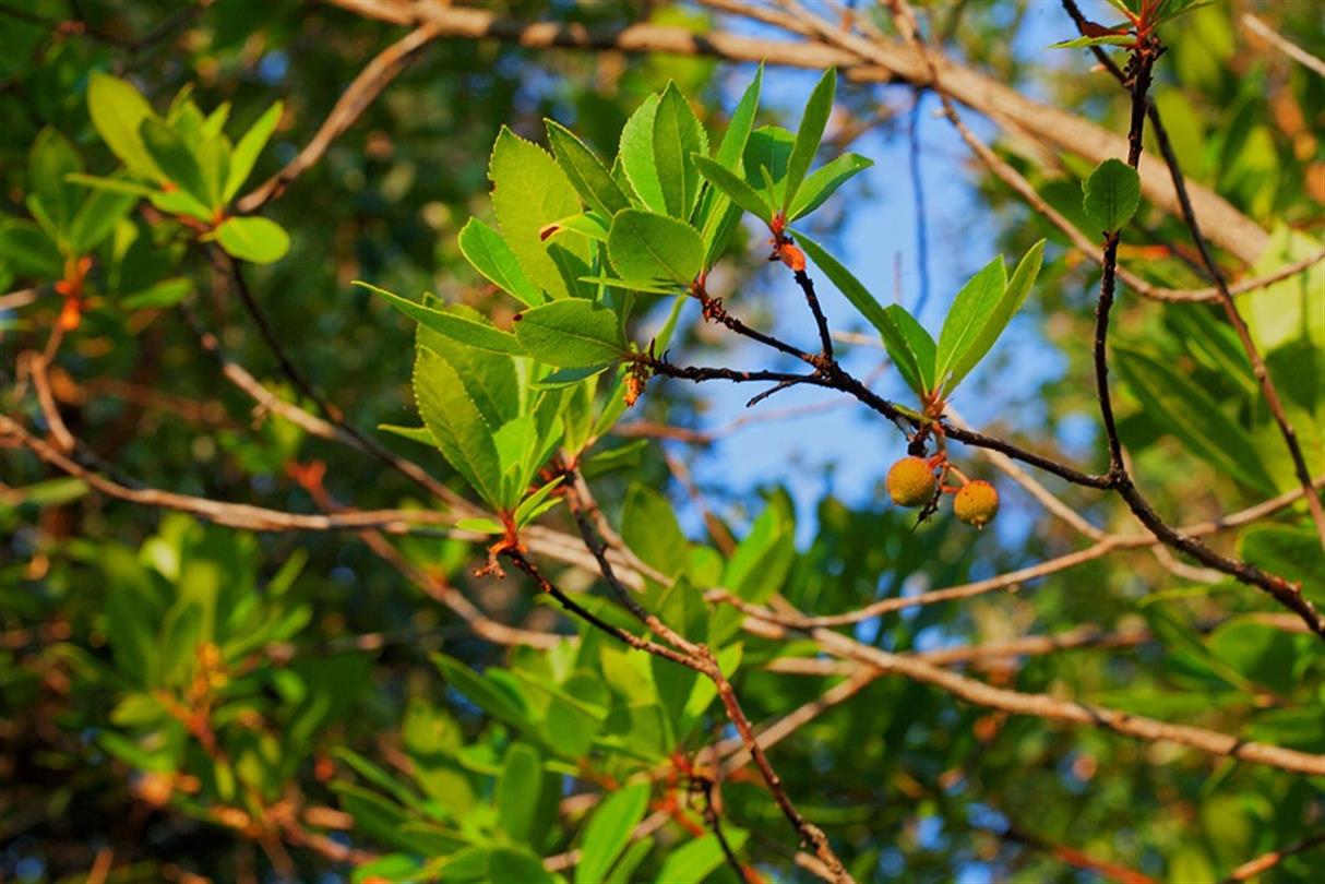 Arbutus, flora van de naturistencamping Corsica - Domaine de Bagheera