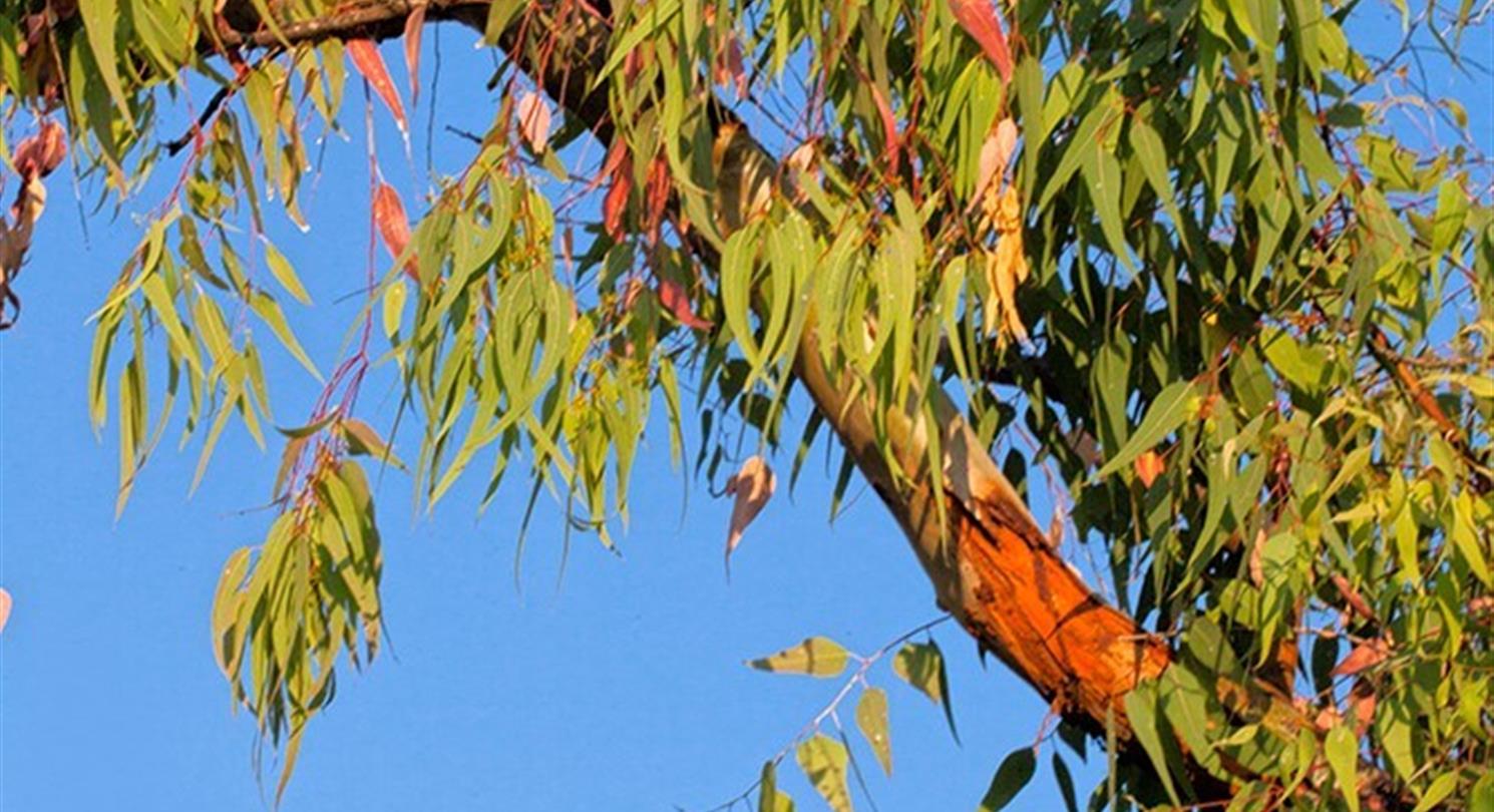 Eucalyptus, flora van de naturistencamping Corsica- Domaine de Bagheera