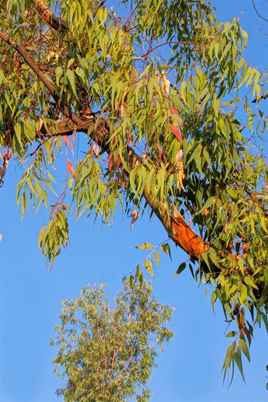 Eucalyptus, flora van de naturistencamping Corsica- Domaine de Bagheera