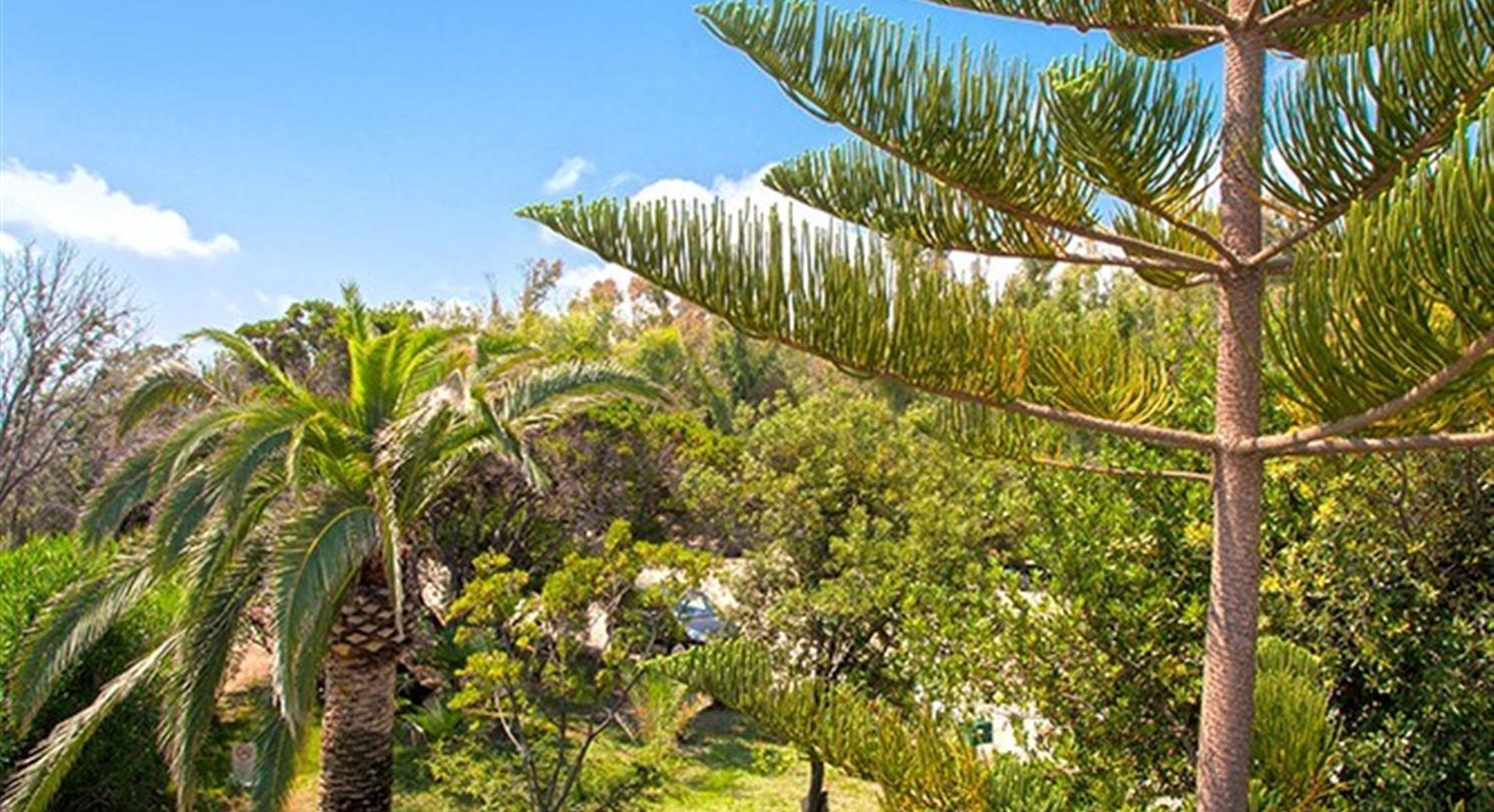 Palmbomen, flora van de naturistencamping Corsica- Domaine de Bagheera