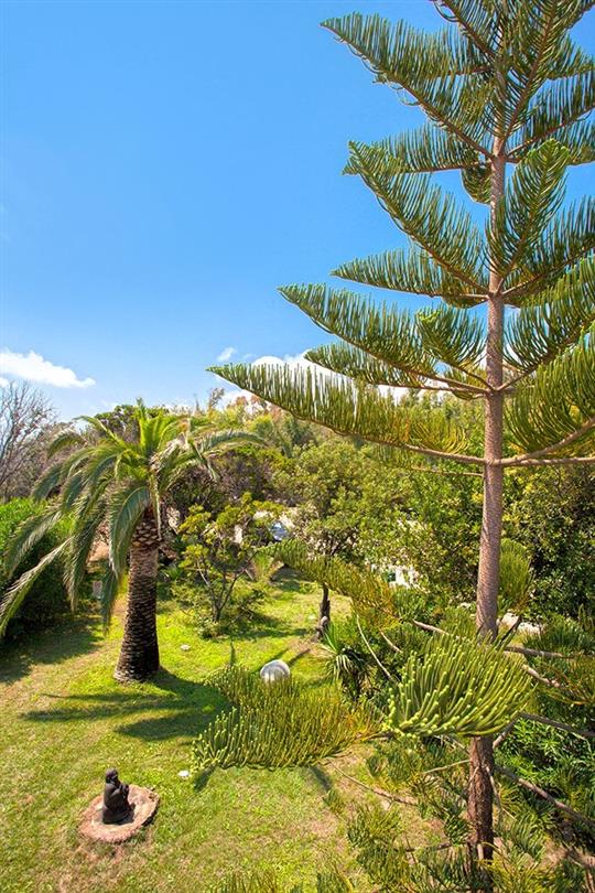 Palmbomen, flora van de naturistencamping Corsica- Domaine de Bagheera