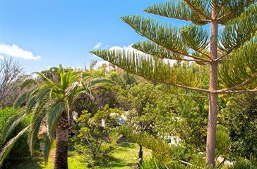 Palmbomen, flora van de naturistencamping Corsica- Domaine de Bagheera