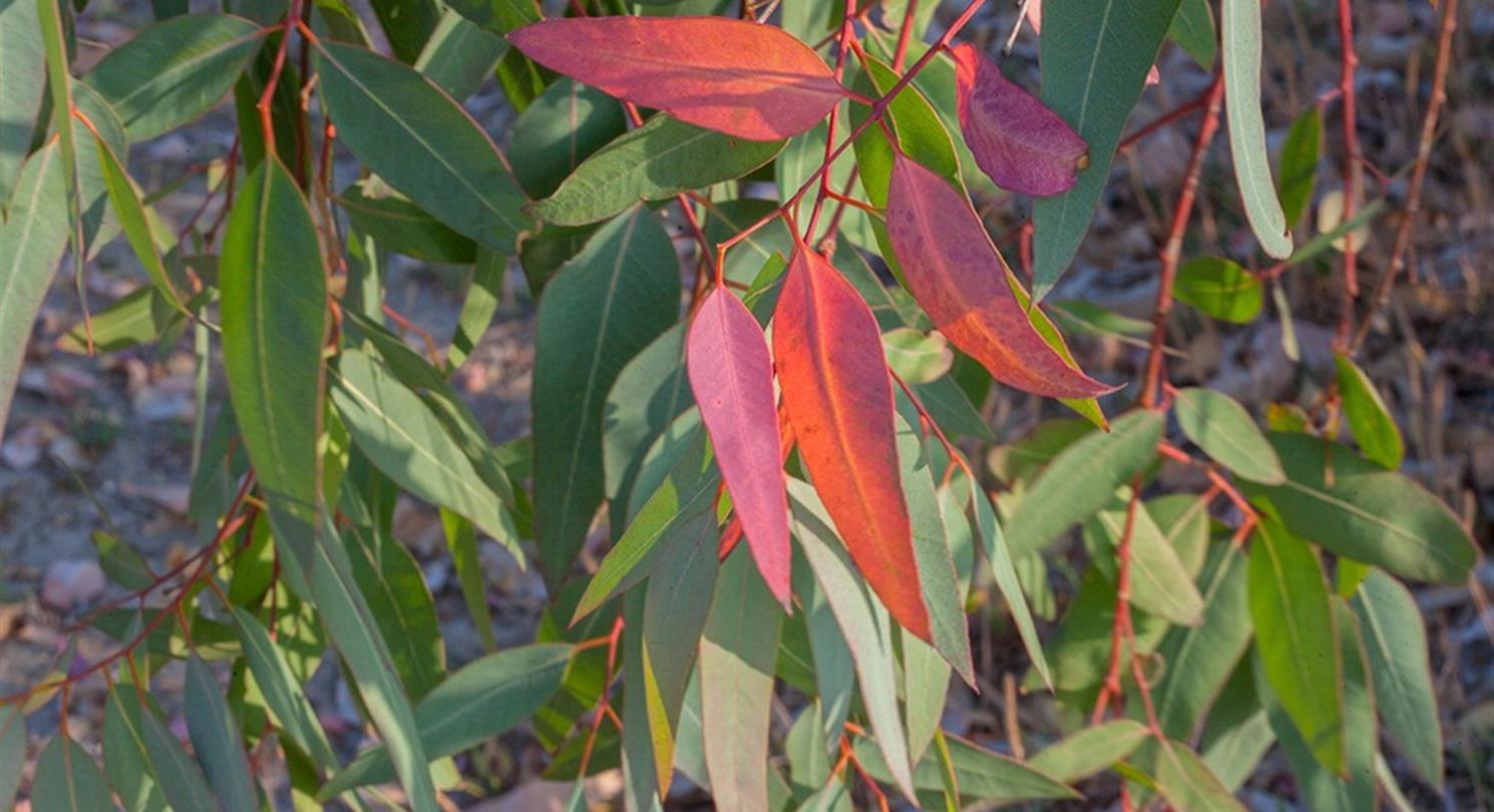 Eucalyptus, flora van de naturistencamping Corsica- Domaine de Bagheera, 4 sterren aan zee