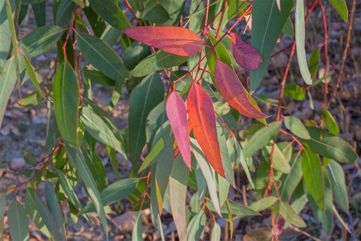 Eucalyptus, flora van de naturistencamping Corsica- Domaine de Bagheera, 4 sterren aan zee