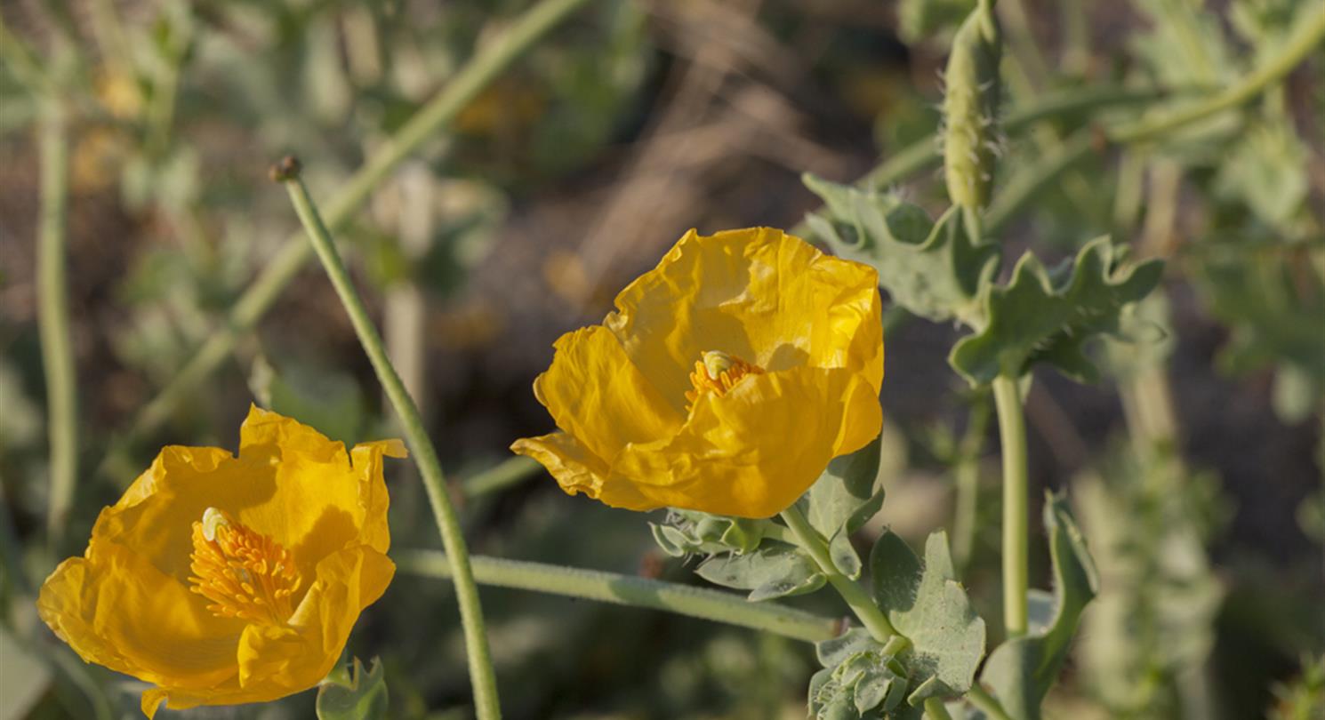 Immortelle, bloem van de naturistencamping Corsica - Domaine de Bagheera 4 sterren