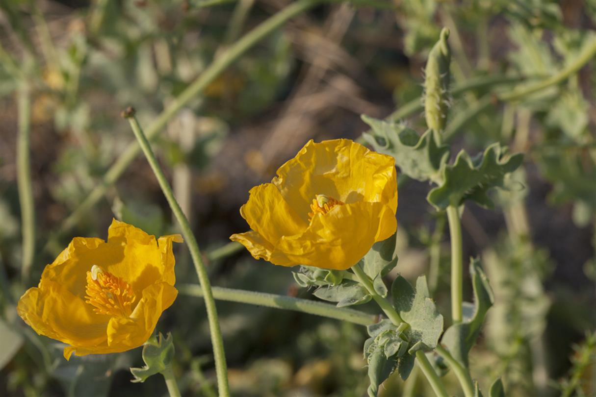 Immortelle, bloem van de naturistencamping Corsica - Domaine de Bagheera 4 sterren
