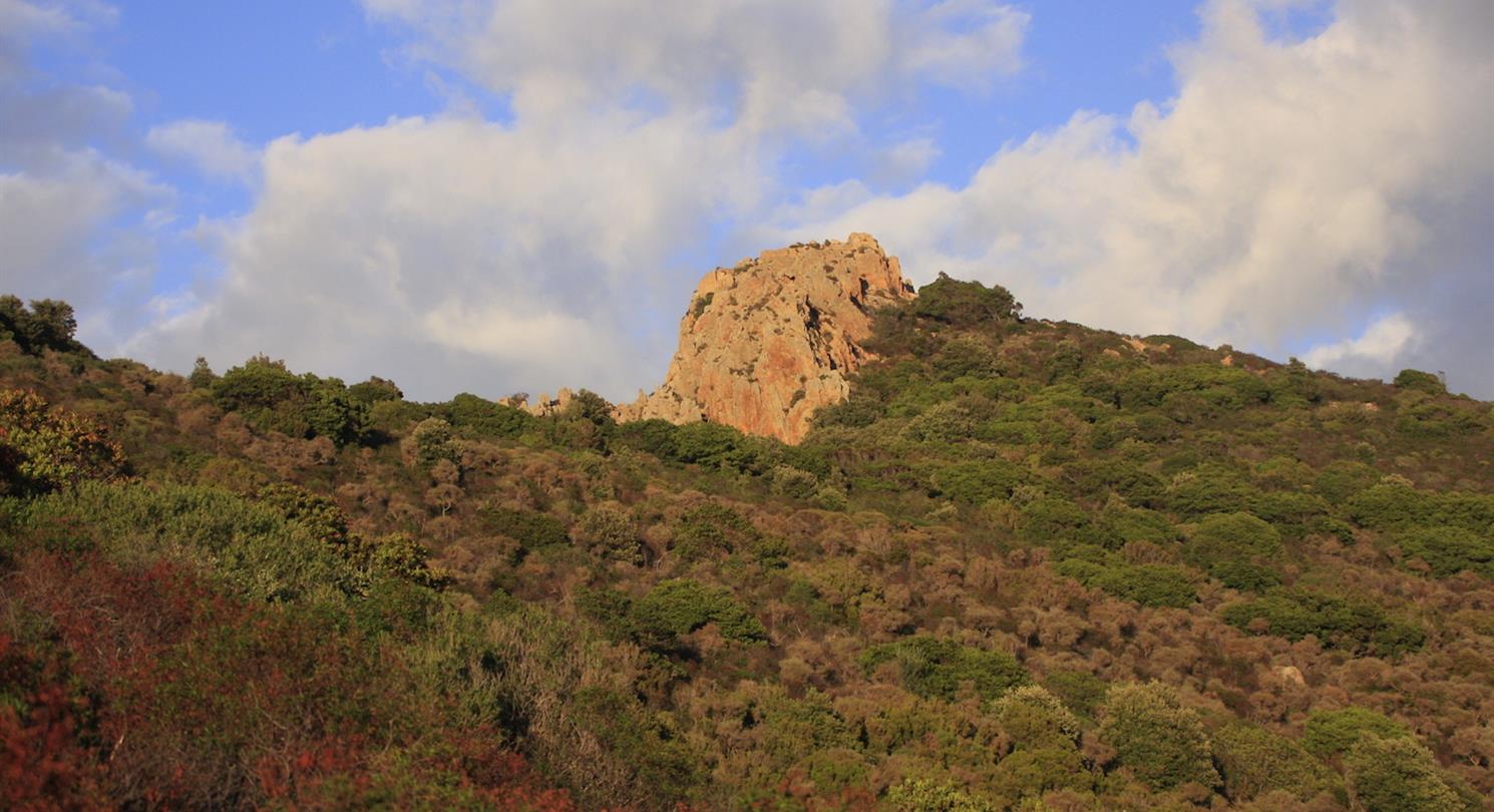 Bruyere, rotsroos, mirte, rozemarijn uit Corsicaanse maquis - Domaine de Bagheera, naturisme corsica