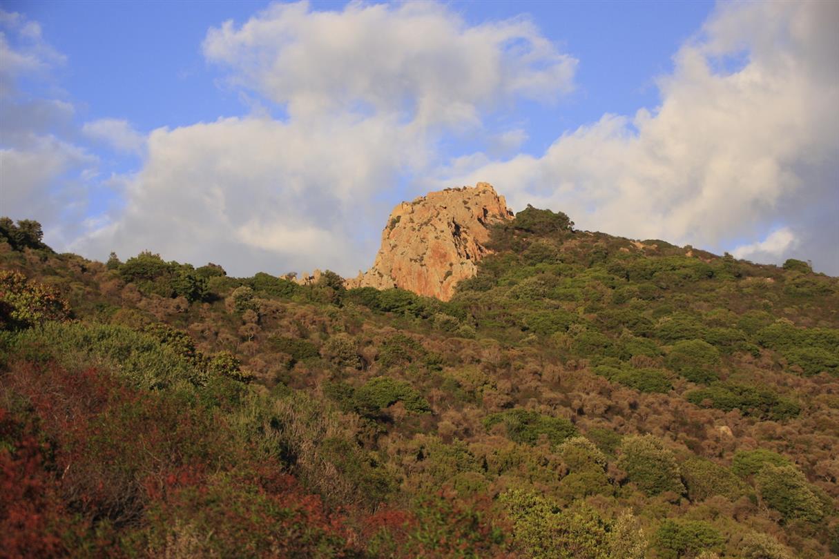 Bruyere, rotsroos, mirte, rozemarijn uit Corsicaanse maquis - Domaine de Bagheera, naturisme corsica