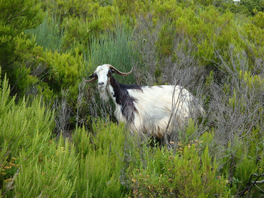 maquis dieren Corsica - Domaine de Bagheera, verblijfplaats voor naturisten toerisme in Corsica