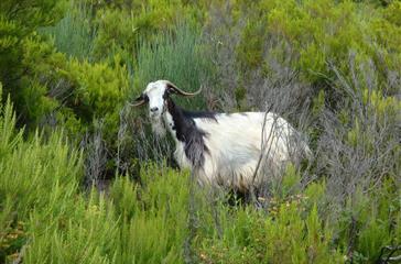 maquis dieren Corsica - Domaine de Bagheera, verblijfplaats voor naturisten toerisme in Corsica