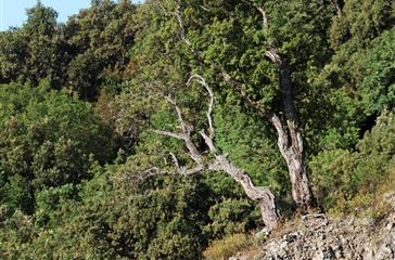 Corsicaanse vegetatie - Domaine de Bagheera, naturistencamping Corsica