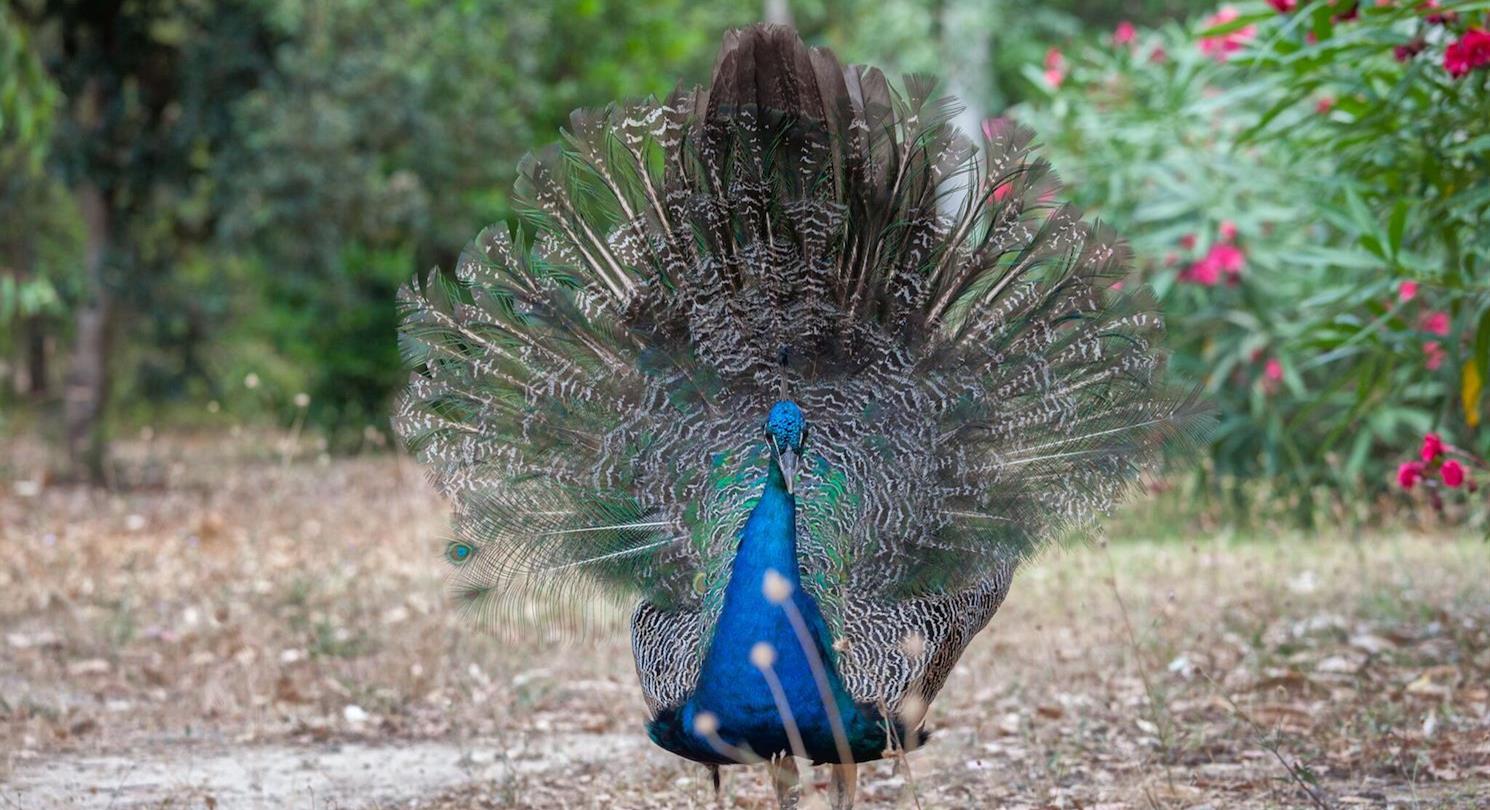 Peacocks - Corsicaanse naturistencamping