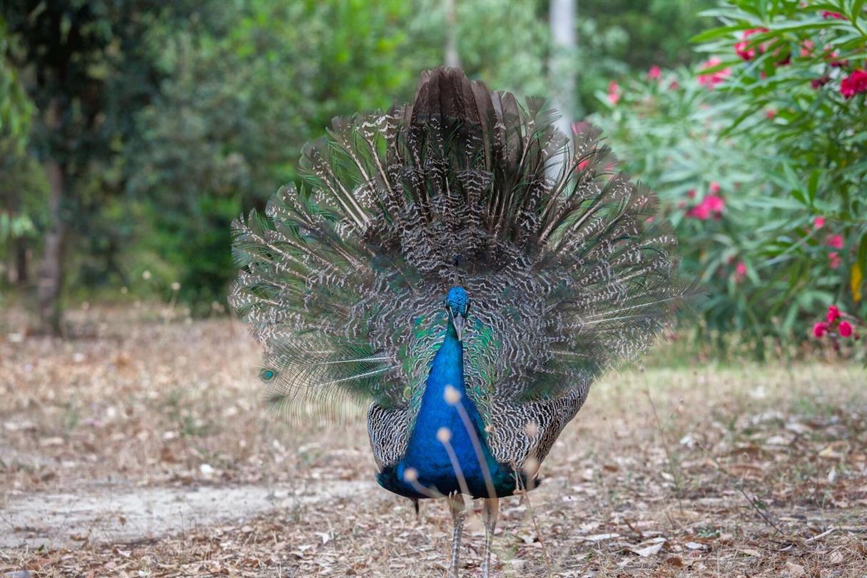 Peacocks - Corsicaanse naturistencamping