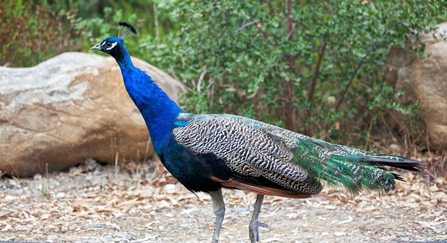 Peacock - 4 sterren naturistencamping Corsica ten zuiden van Bastia
