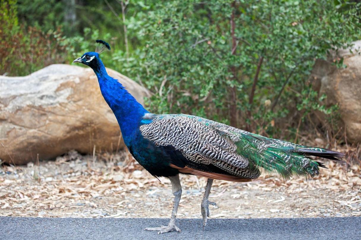 Peacock - 4 sterren naturistencamping Corsica ten zuiden van Bastia