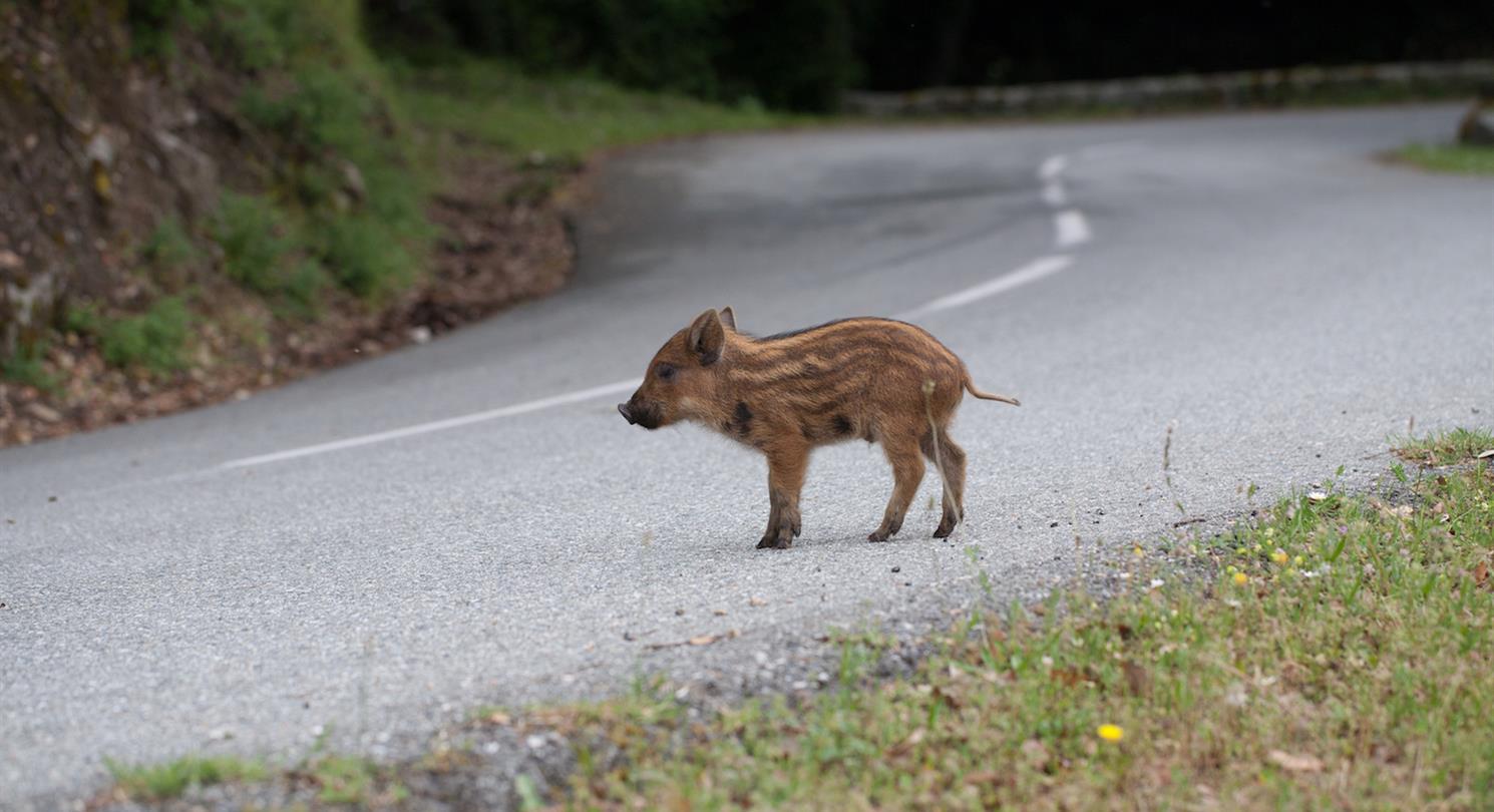 Corsica autoverhuur - Corsicaanse naturistencamping nabij naturistenstranden