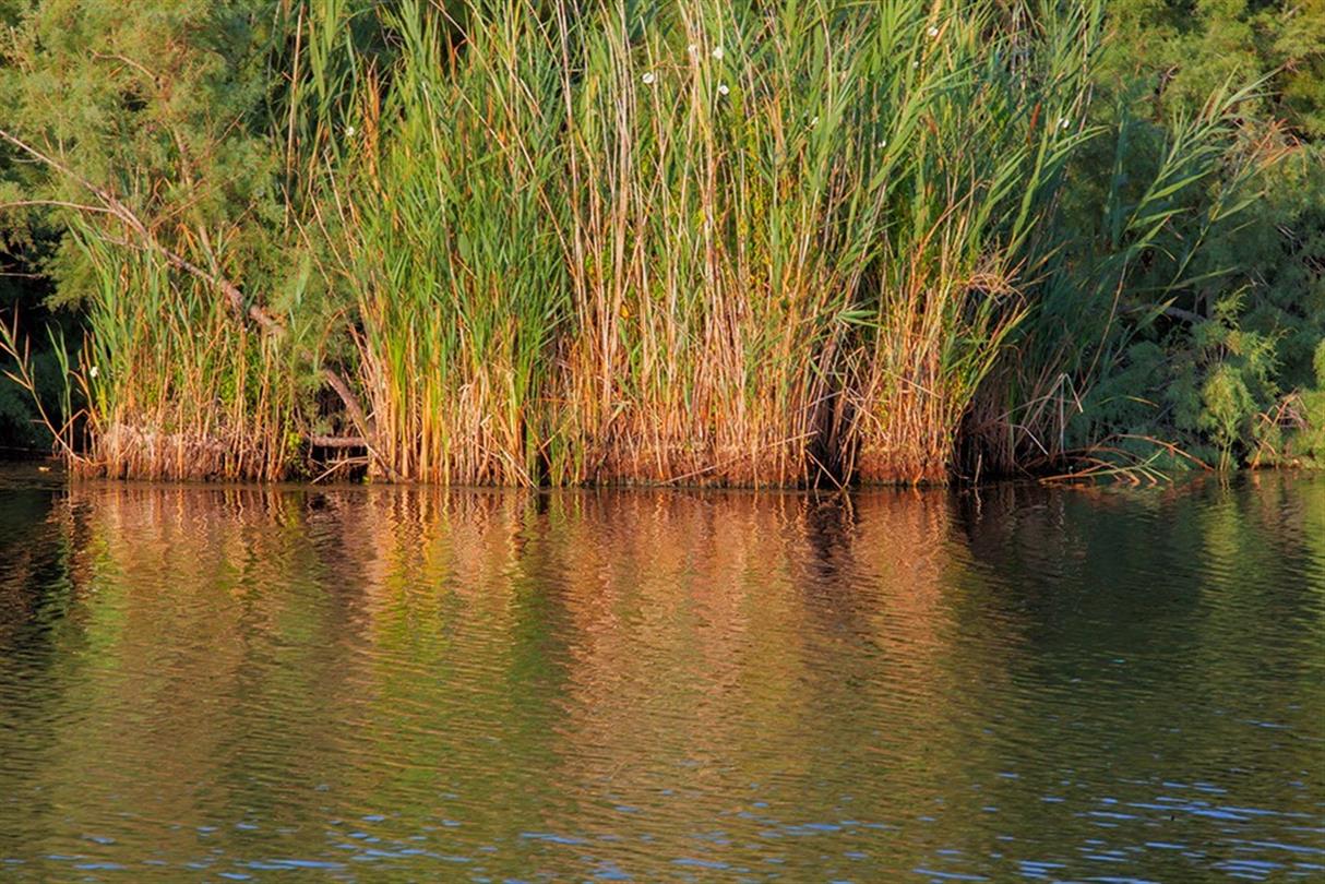 Vijver van het Domaine de Bagheera, naturistencamping in Linguizzetta