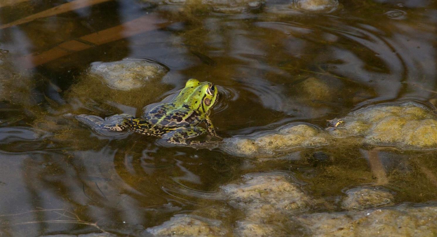 Frog - Domaine de Bagheera, naturisme op Corsica