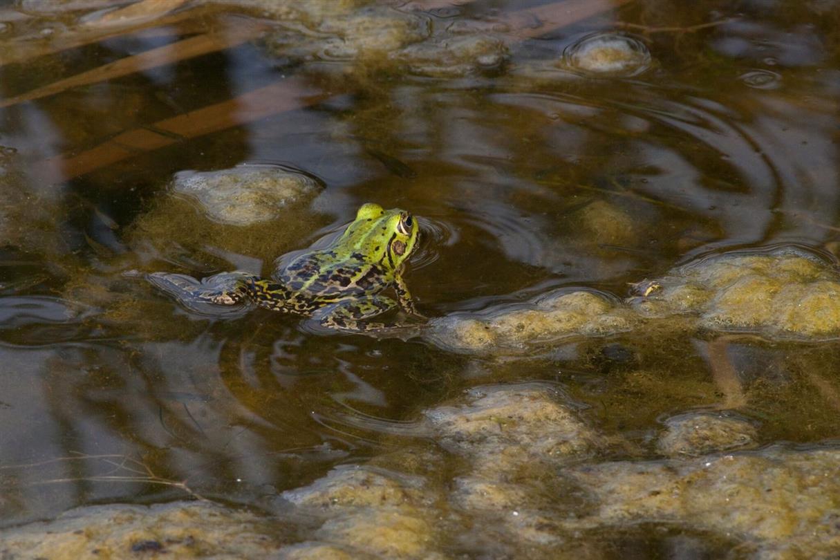 Frog - Domaine de Bagheera, naturisme op Corsica
