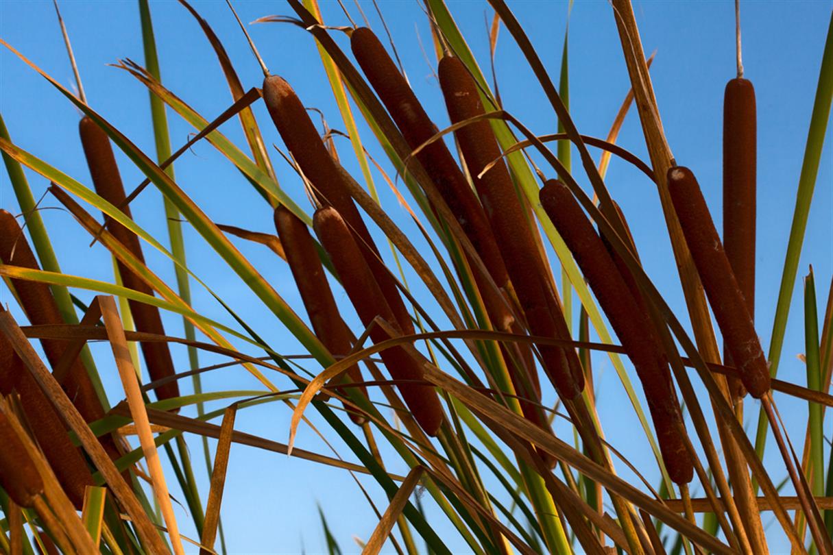 Flora van de vijver - Domaine de Bagheera, naturisme op Corsica