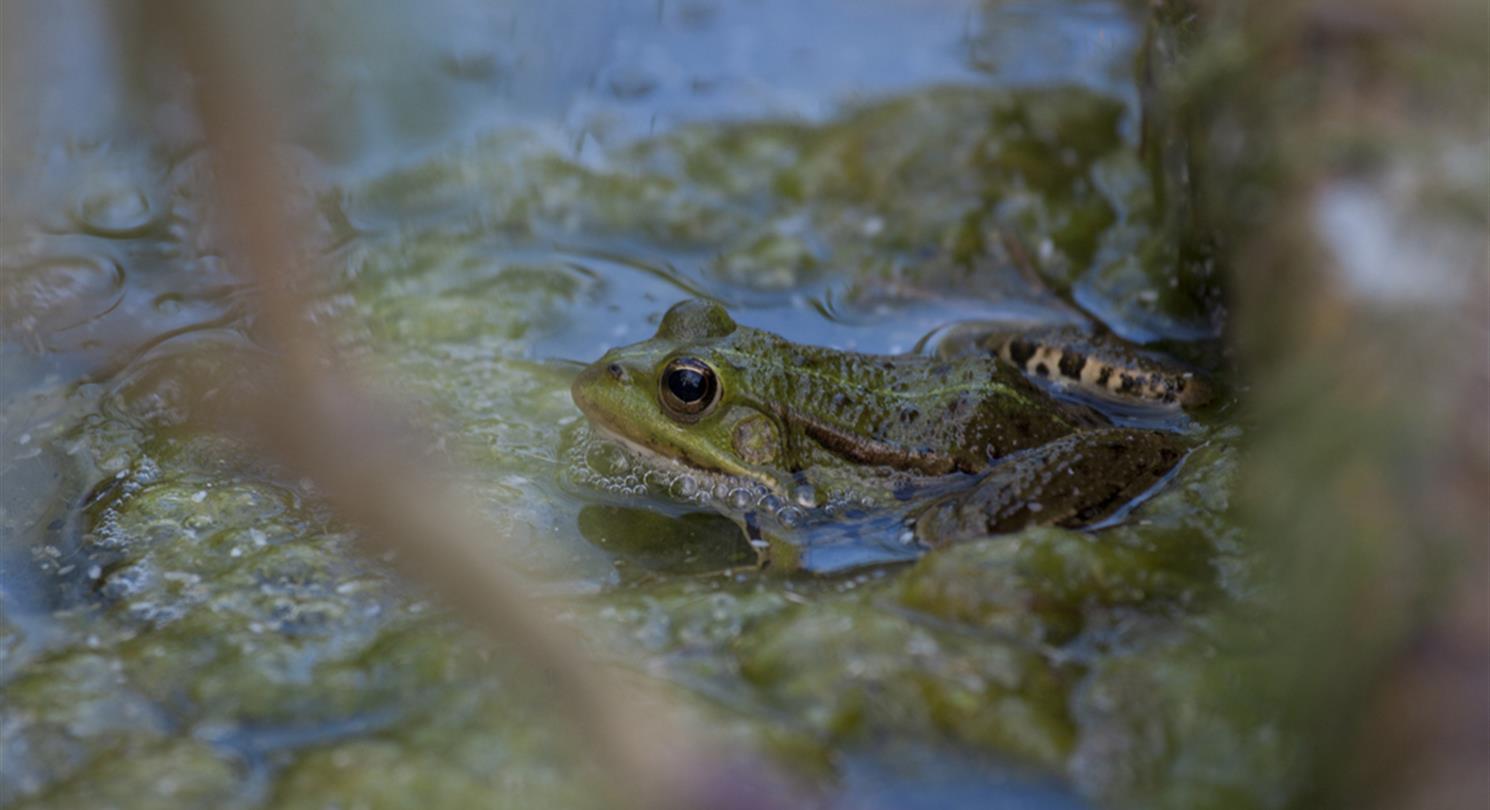 Etang de Bagheera - observatiedieren naturistencamping Bagheera op Corsica