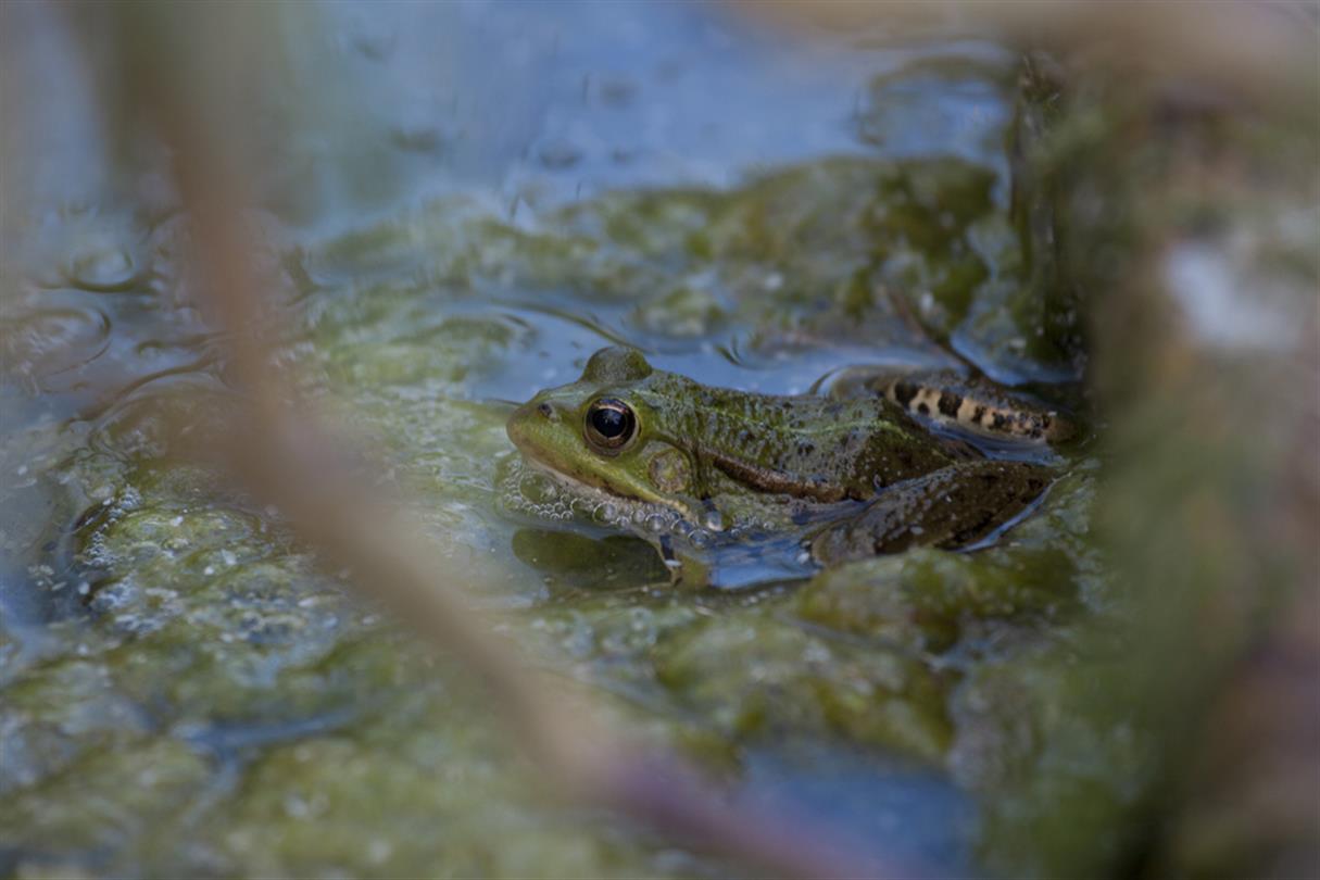 Etang de Bagheera - observatiedieren naturistencamping Bagheera op Corsica