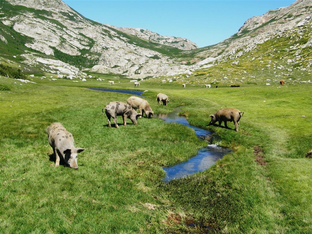 Toerisme en ontdekking van de Corsicaanse fauna - Domaine de Bagheera, naturisme Corsica