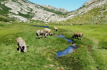 Toerisme en ontdekking van de Corsicaanse fauna - Domaine de Bagheera, naturisme Corsica