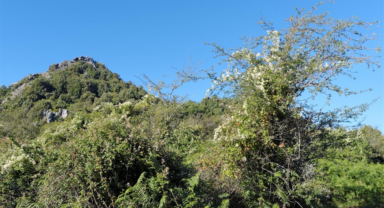 Costa Verde bergen en maquis in Haute Corse - Domaine de Bagheer