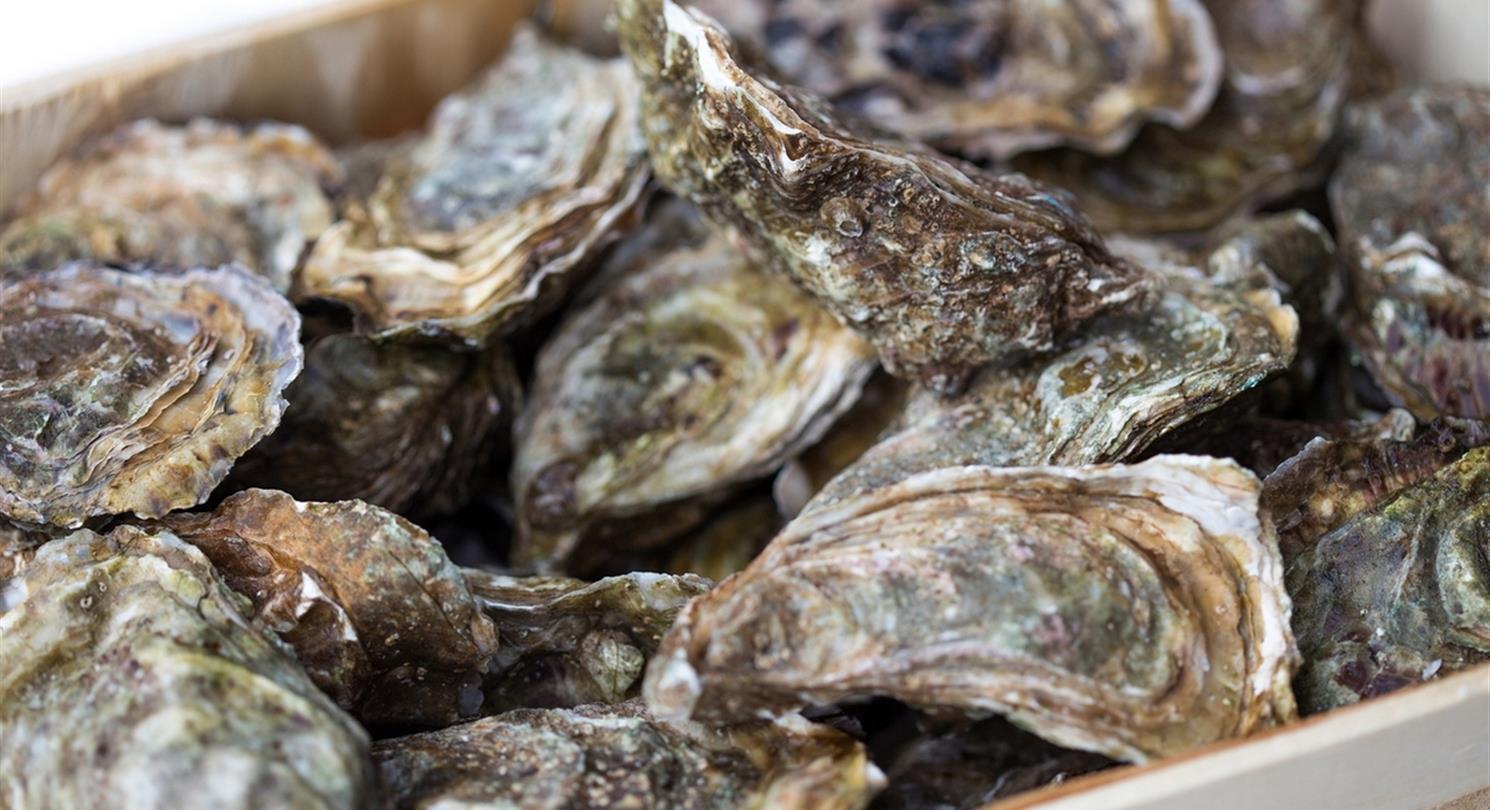 Corsicaanse oesters, zeevruchten en schaaldieren - naturistencamping Corsica 4 sterren Bagheera