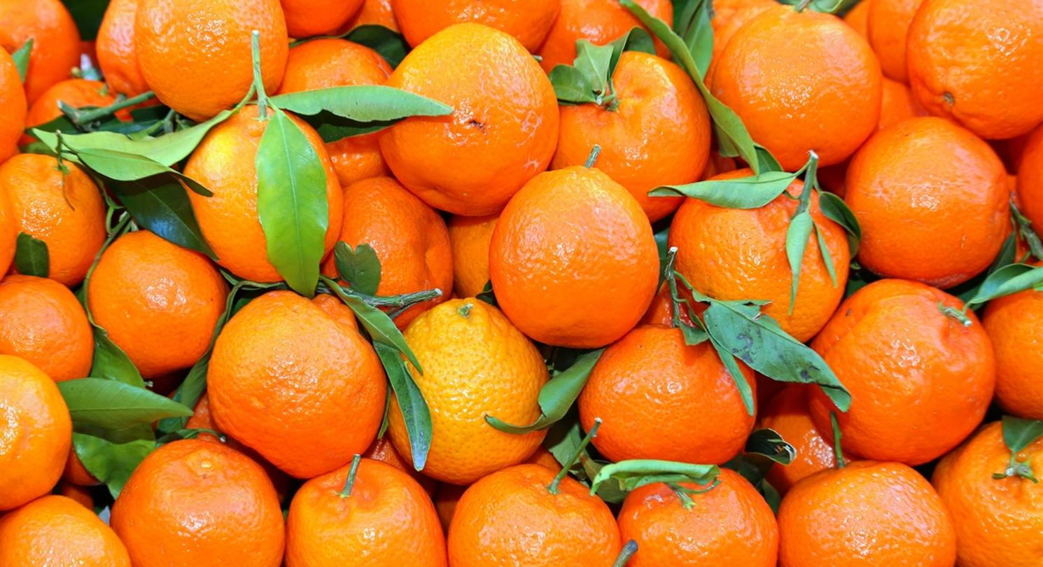 Clementines Corse - Domaine de Bagheera, naturistencamping Corsica 4 sterren