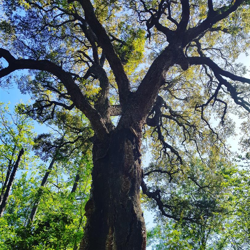 arbre majestueux
