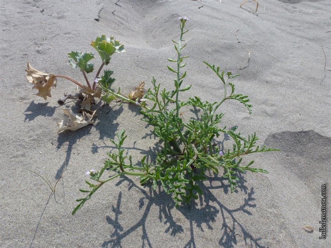 Vegetation dans le sable
